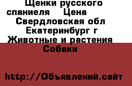 Щенки русского спаниеля. › Цена ­ 4 000 - Свердловская обл., Екатеринбург г. Животные и растения » Собаки   